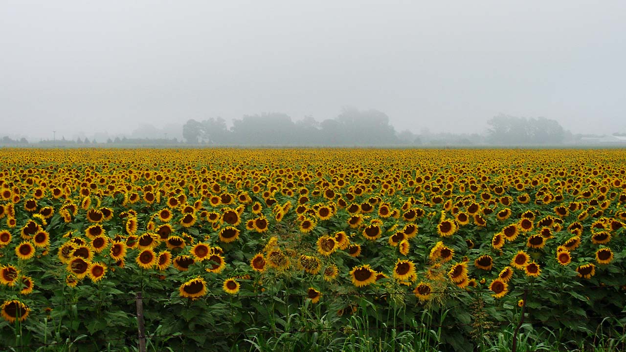 Plantação de girassóis - Argentina