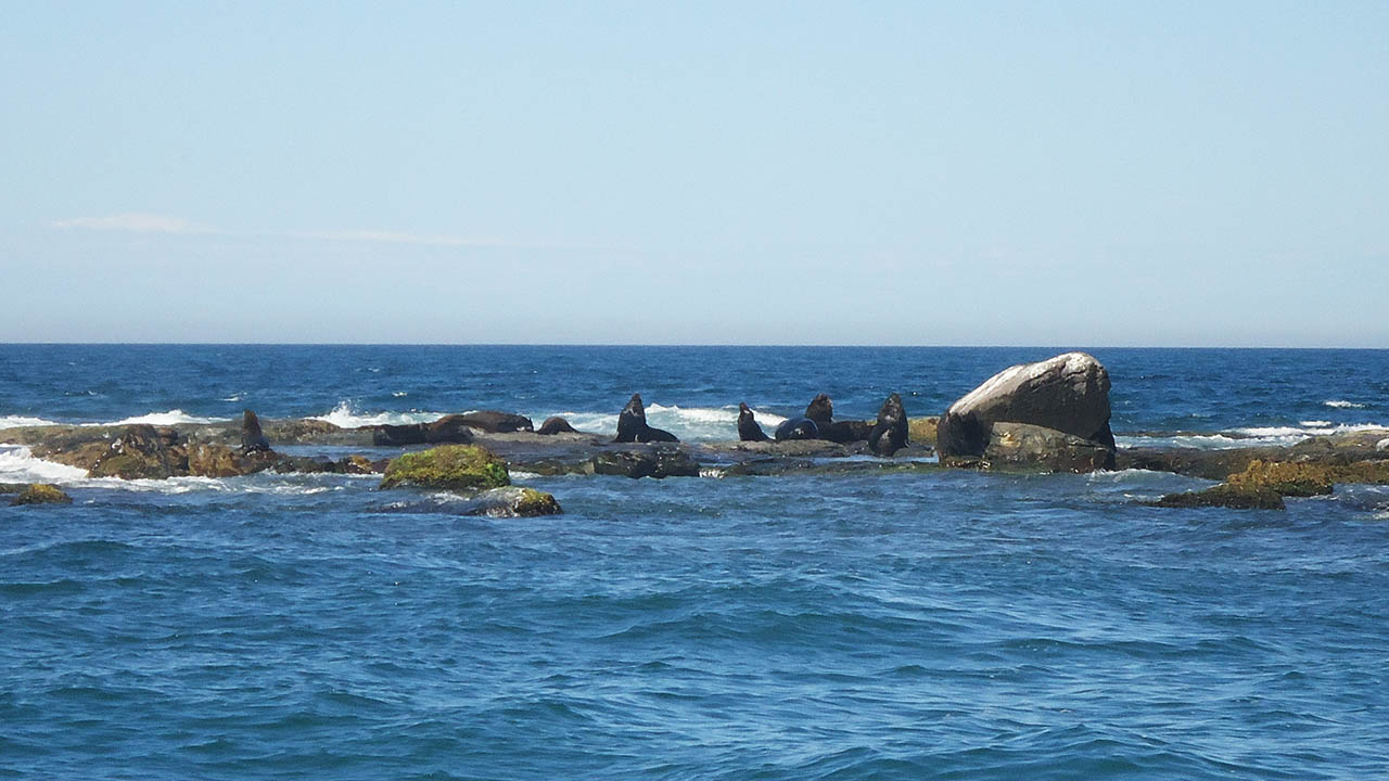 Ilha dos Lobos - Torres