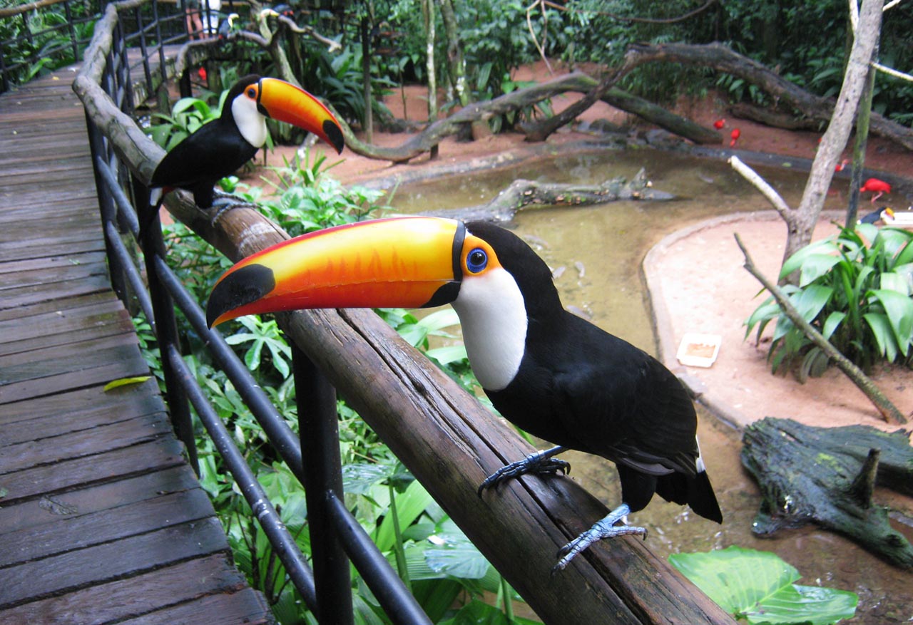 Parque das Aves - Foz do Iguaçu