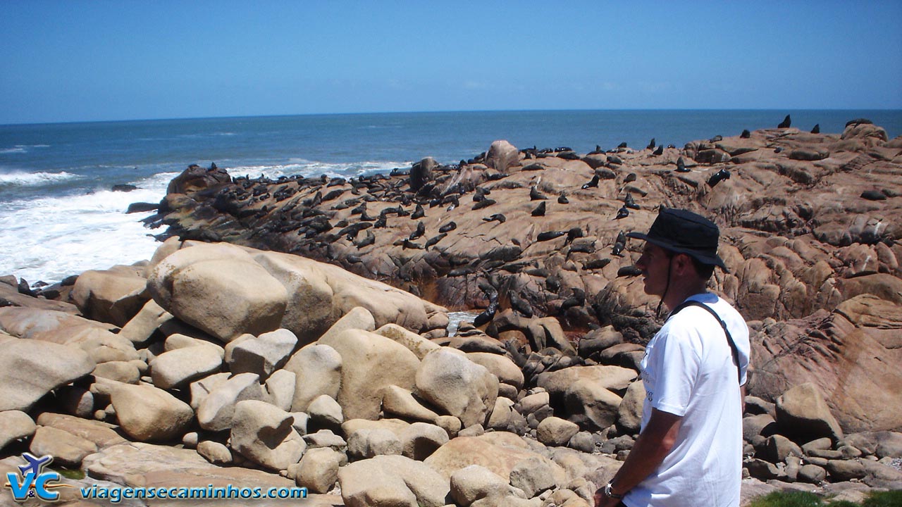 Lobos marinhos em Cabo Polonio