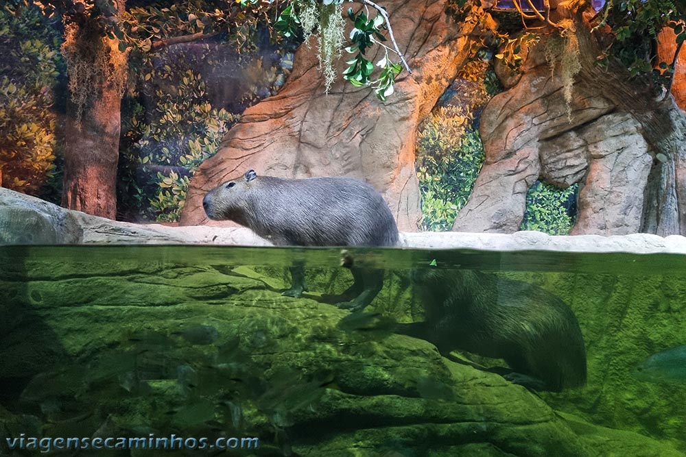 Oceanic Aquarium - Balneário Camboriú