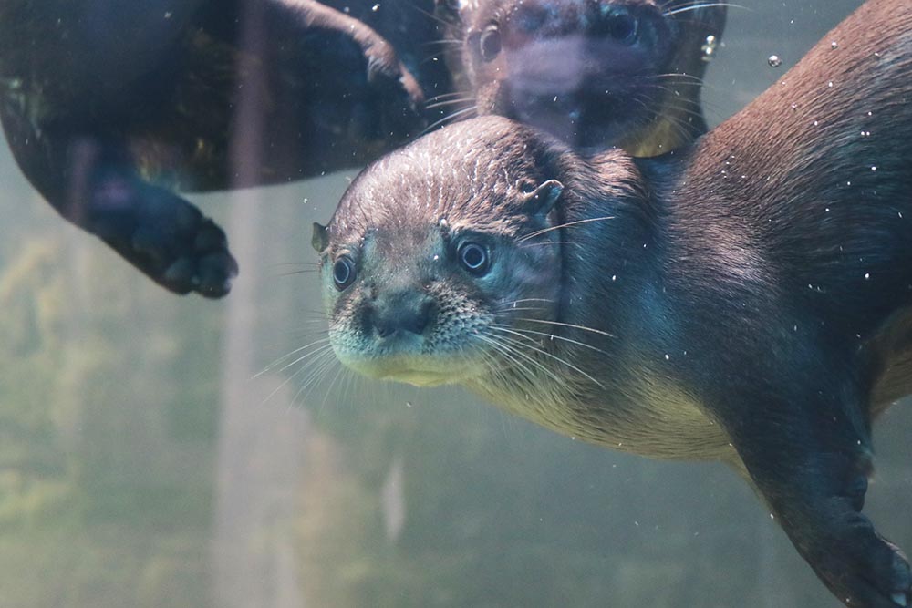 Oceanic Aquarium