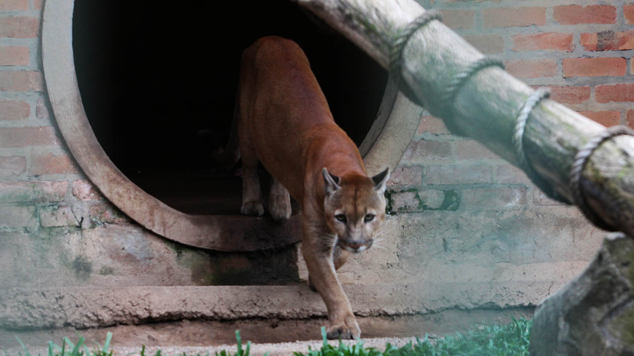 Zoo da UCS - Caxias do Sul