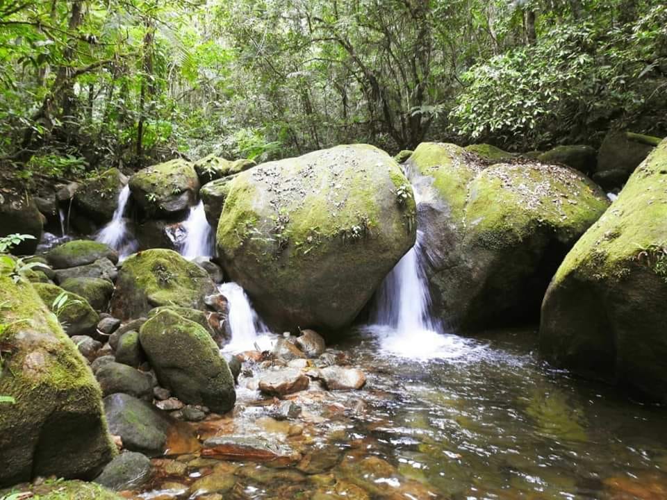 Trilha no parque estadual da Serra do Mar