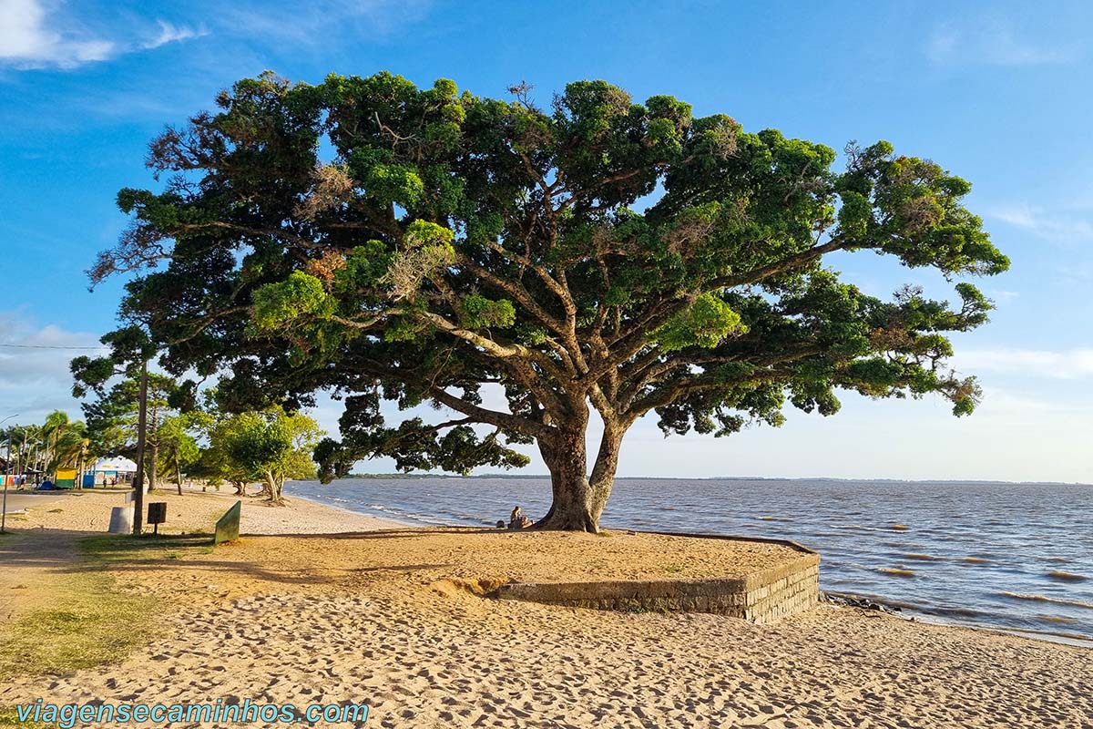 Figueira de São Lourenço do Sul