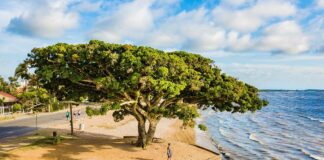 O que fazer em São Lourenço do Sul