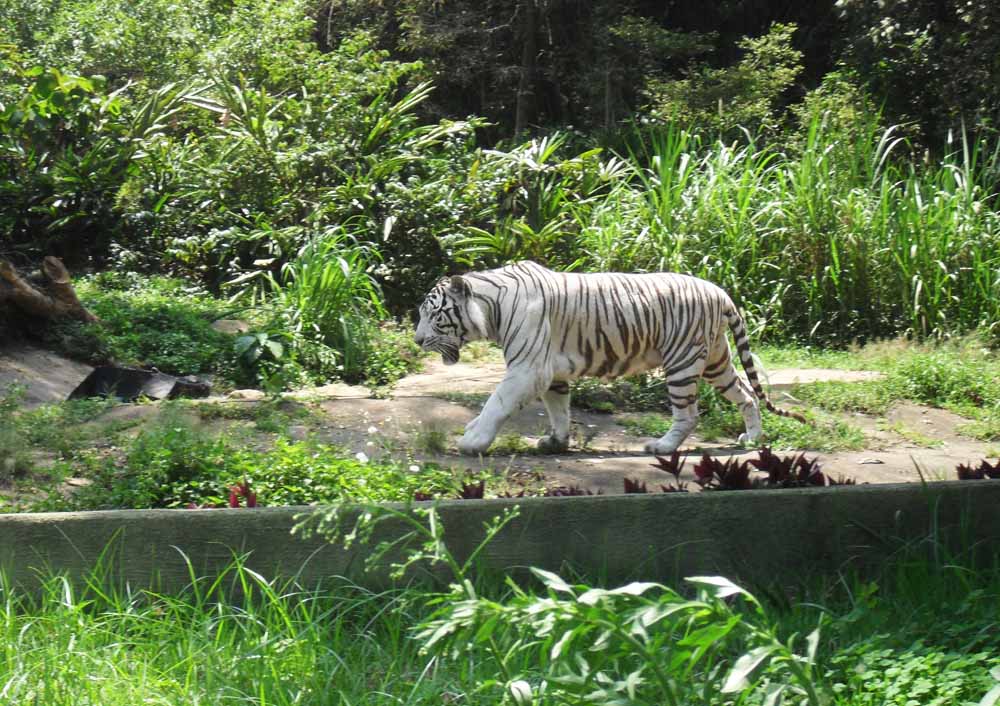 Zoo de São Paulo - Tigre branco