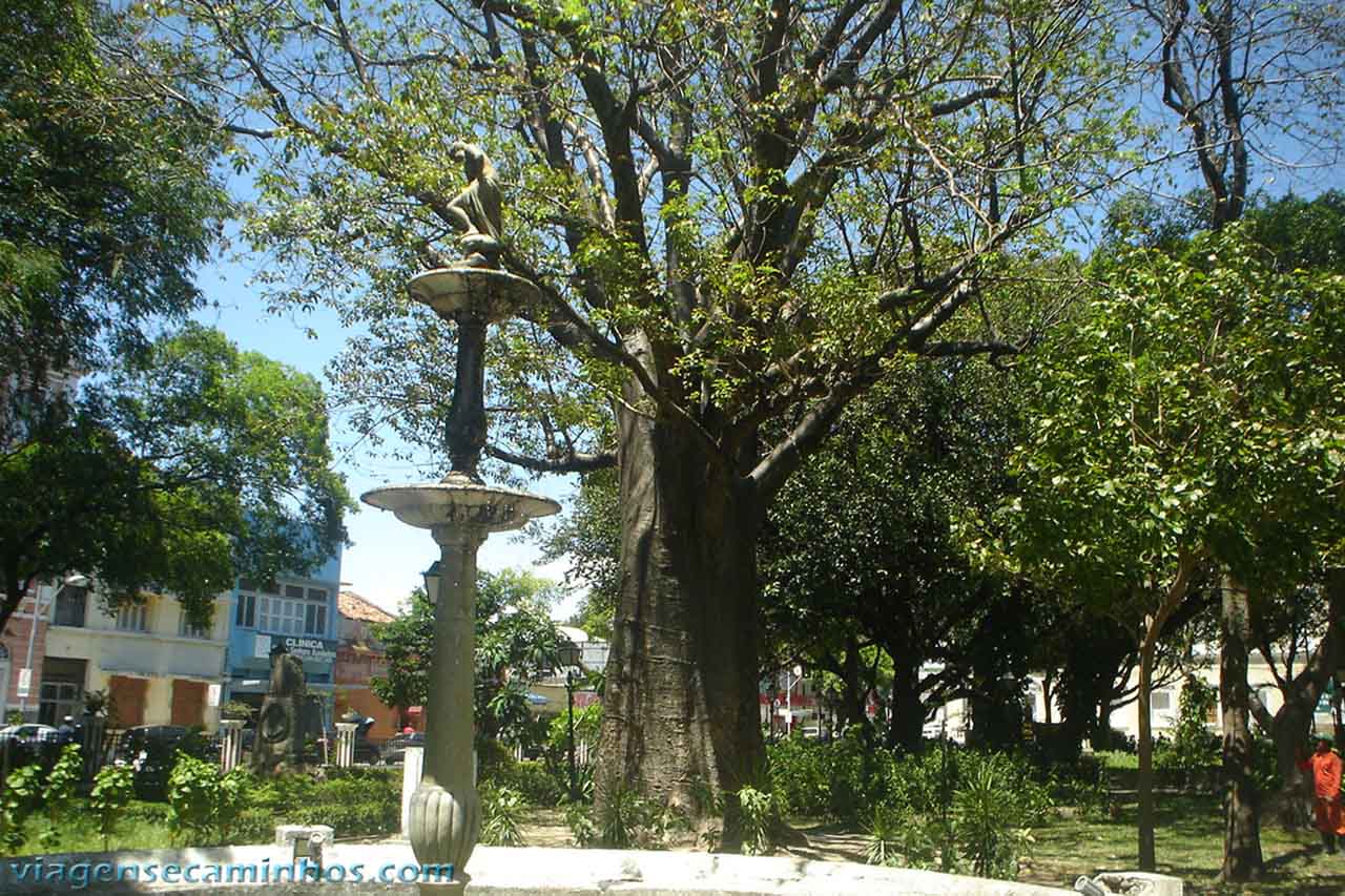 Baobá da Praça dos Mártires