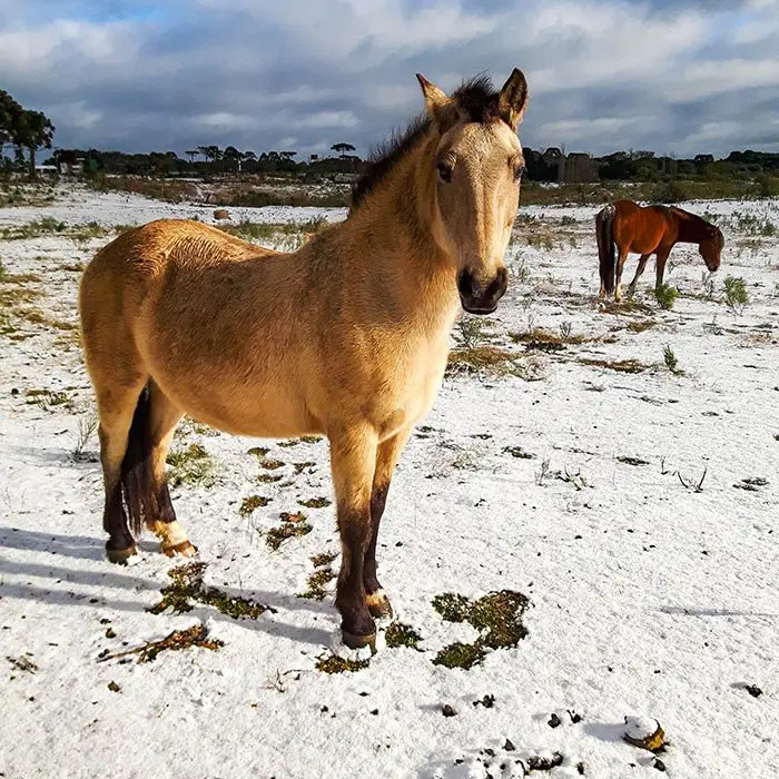 Cavalos na neve em Vacaria RS