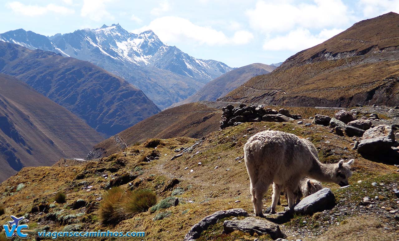 As muitas lhamas na estrada de Abra Málaga - Peru