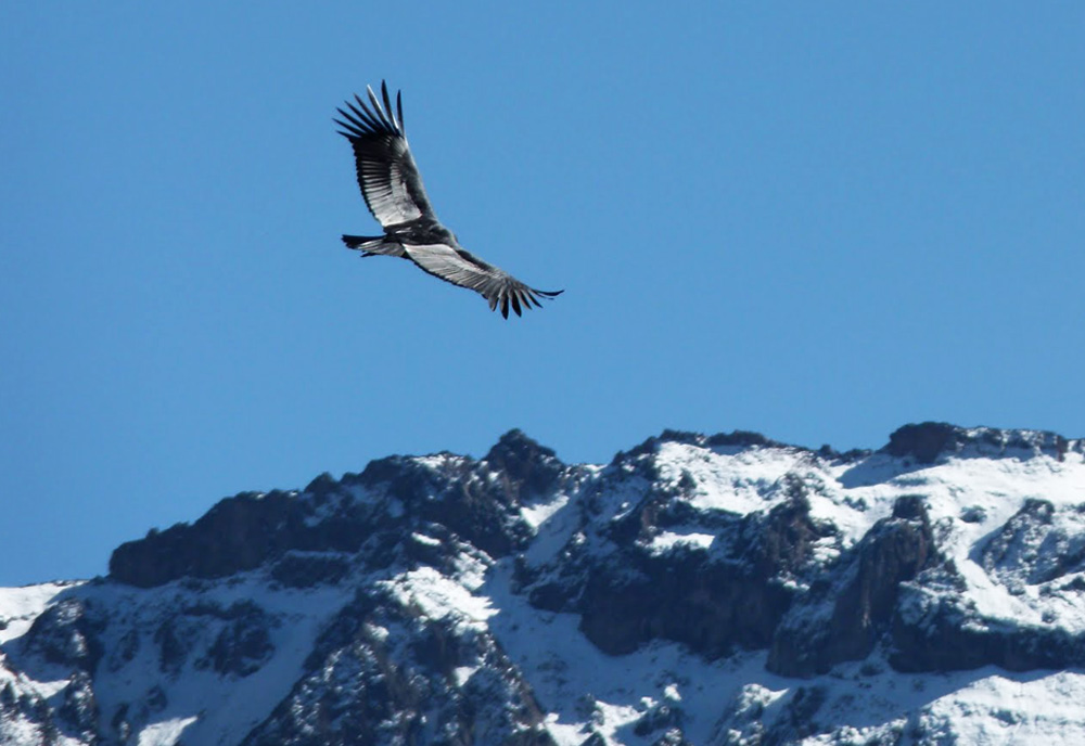 Condor no Cânion Colca