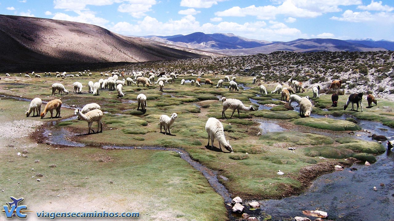 Lhamas e alpacas na estrada para Chivay