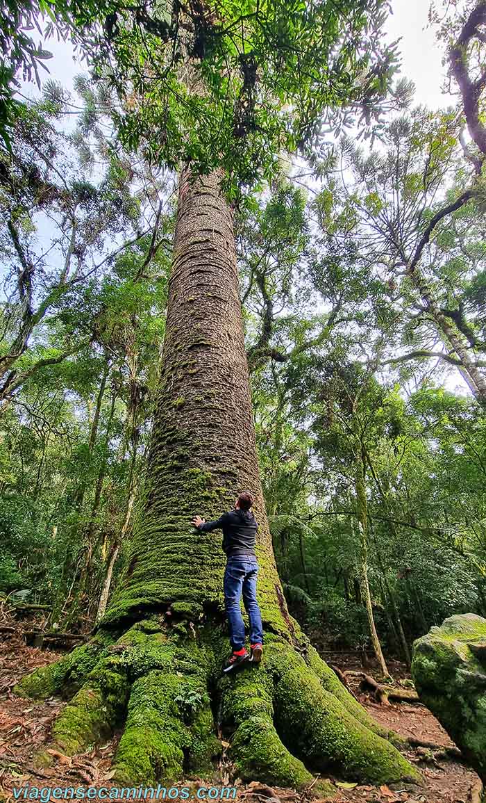 O que fazer em Nova Petrópolis - Pinheiro Multissecular