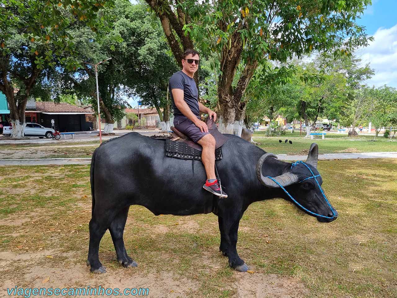 Montaria em Búfalo na Ilha de Marajó