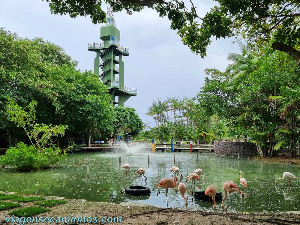 Flamingos no Mangal das Garças - Belém do Pará