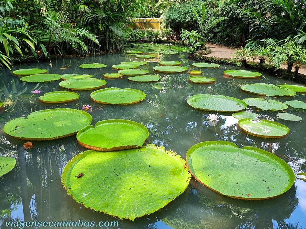 Vitória Régia no Museu Goeldi e Parque Zoobotânico - Belém PA