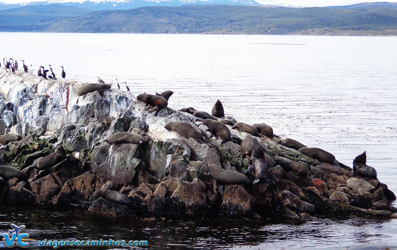 Ilha dos Lobos - Canal de Beagle - Ushuaia, Argentina