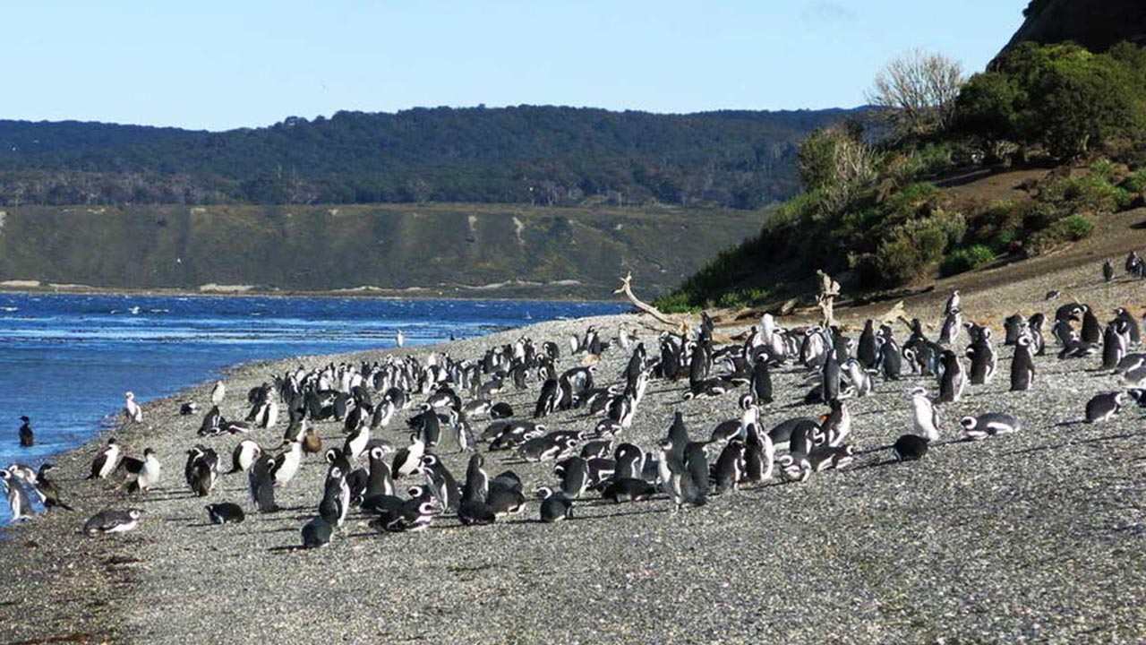 O que fazer em Ushuaia, Argentina - Isla Martillo (Pinguinera)