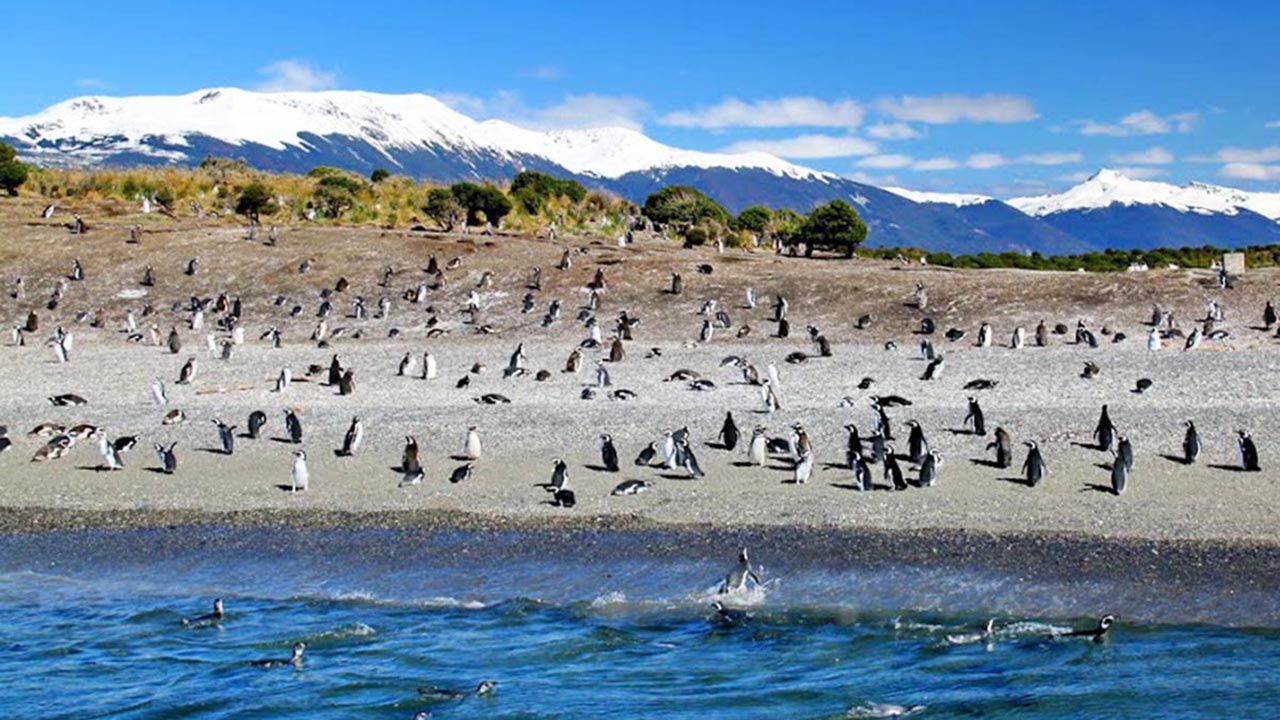 O que fazer em Ushuaia, Argentina - Pinguinera (Isla Martillo)