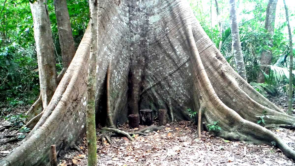 Floresta Nacional do Tapajós