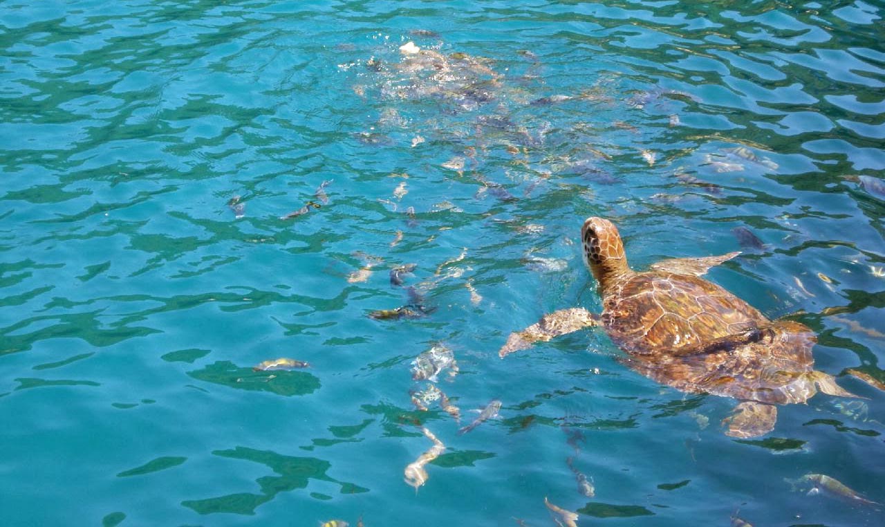 Mergulho em Arraial do Cabo