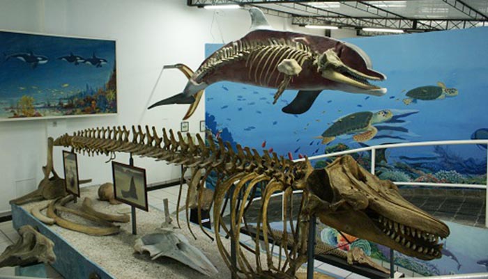 Museu Oceanográfico Almirante Paulo Moreira
