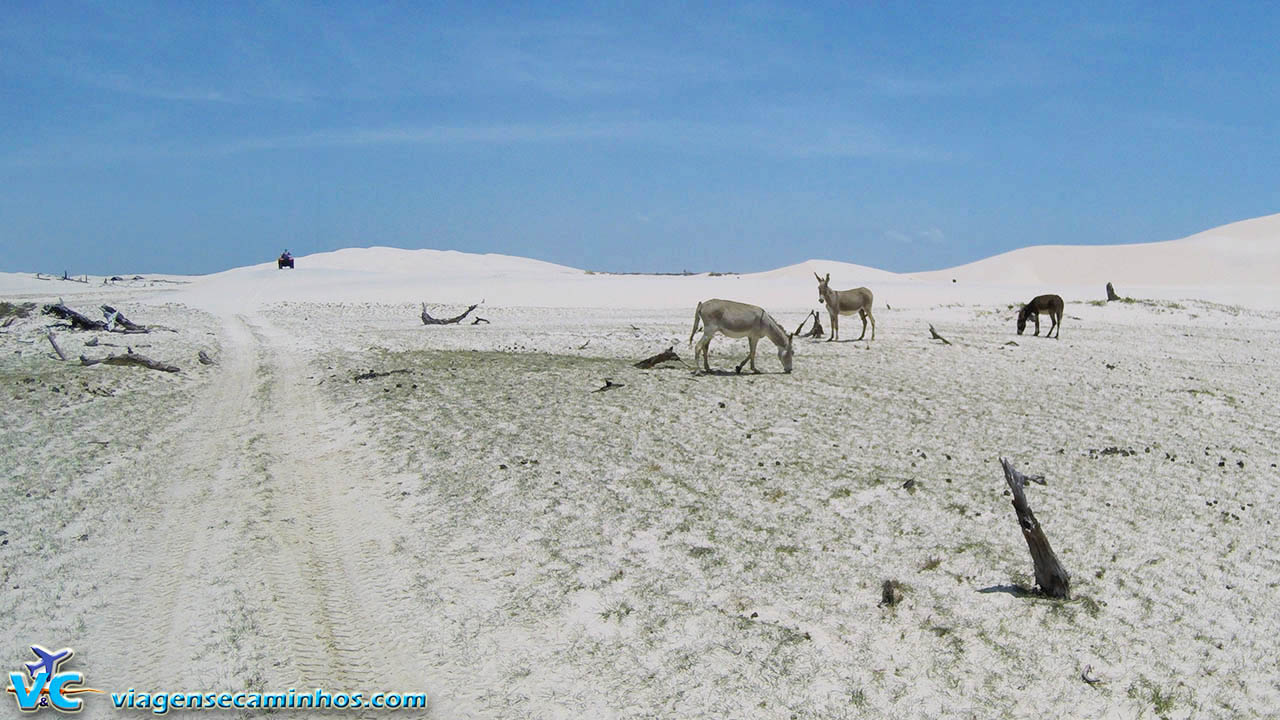 Jumentos entre as dunas dos Pequenos Lençóis