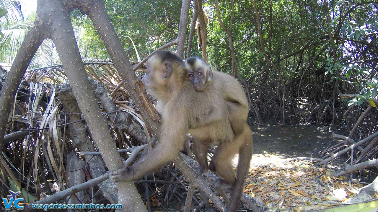 Macacos em Vassouras