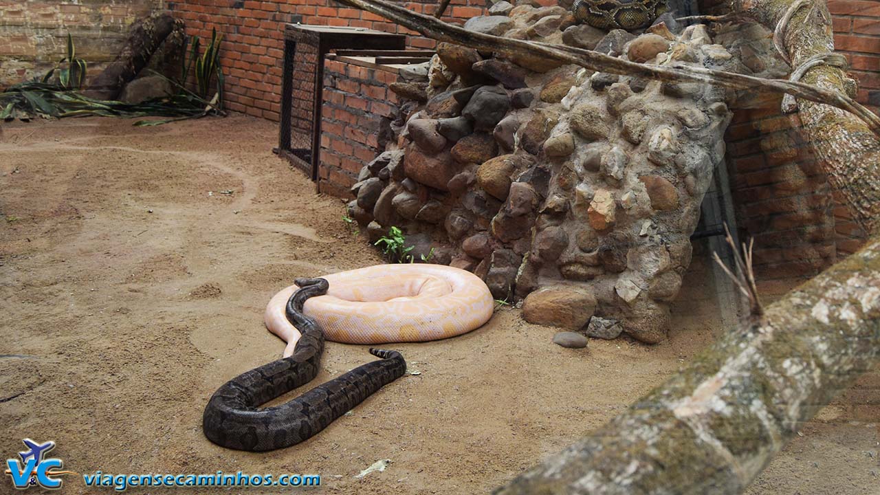 Sucuri e Piton do Zoo de Sapucaia do Sul