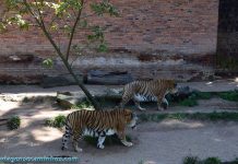 Tigres no zoo de Sapucaia do Sul