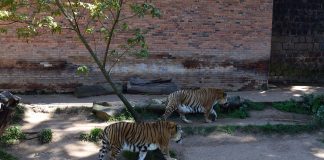 Tigres no zoo de Sapucaia do Sul