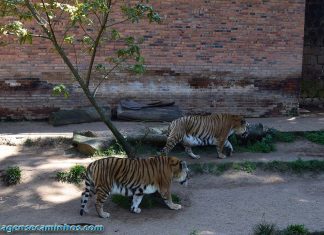 Tigres no zoo de Sapucaia do Sul