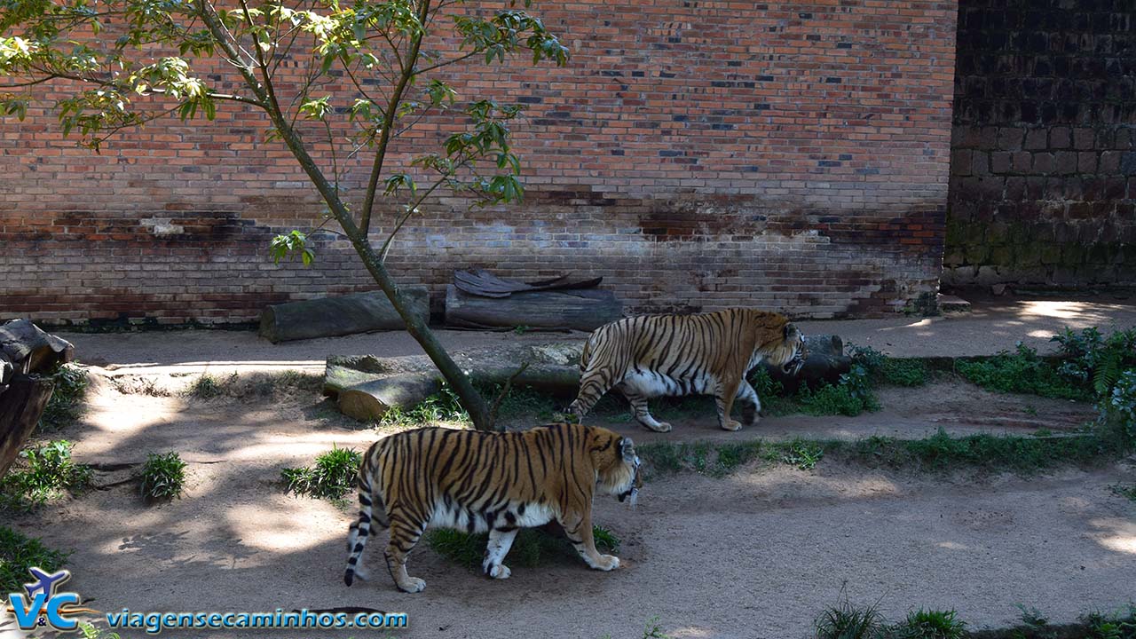 Tigres no zoo de Sapucaia do Sul