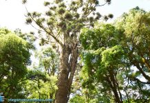 Maior araucária do mundo - Canela