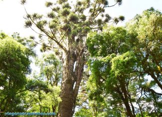 Maior araucária do mundo - Canela