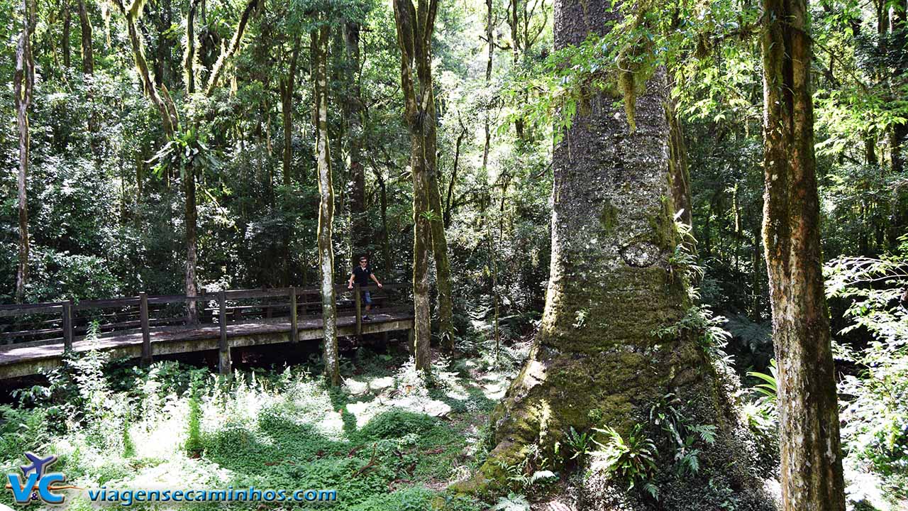 Parque do Pinheiro Grosso - Canela