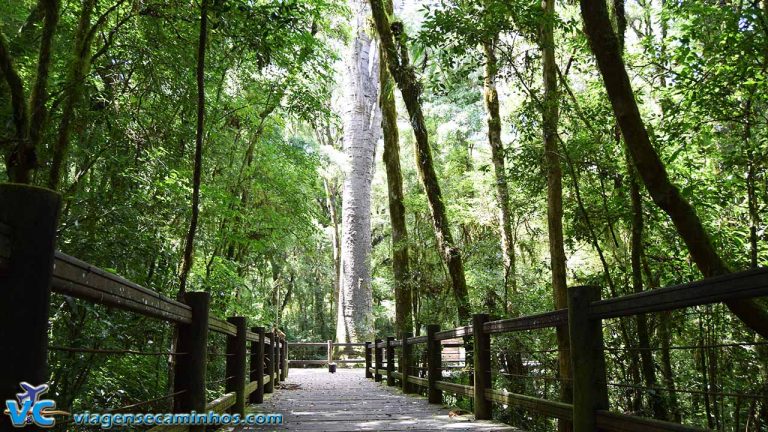 Parque do Pinheiro Grosso: Segunda maior araucária do mundo - Viagens e ...