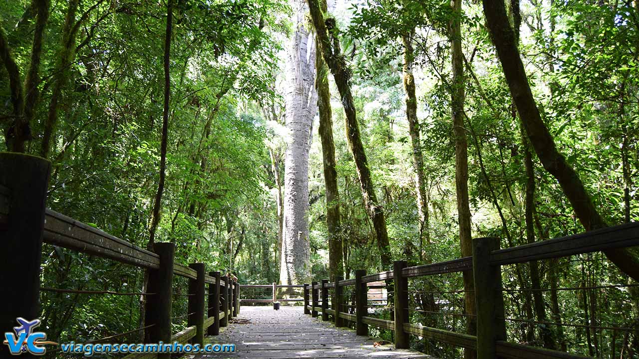 Parque do Pinheiro Grosso - Canela