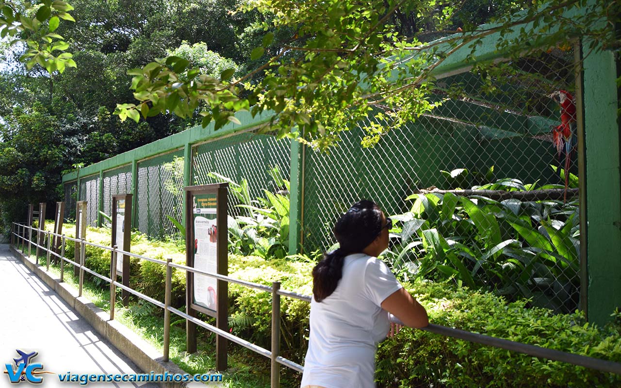 Araras do Zoo de Balneário Camboriú