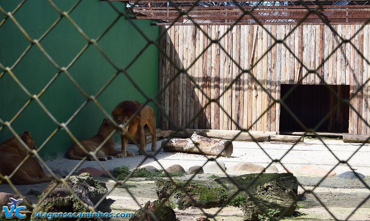 Leões do Zoo de Balneário Camboriú