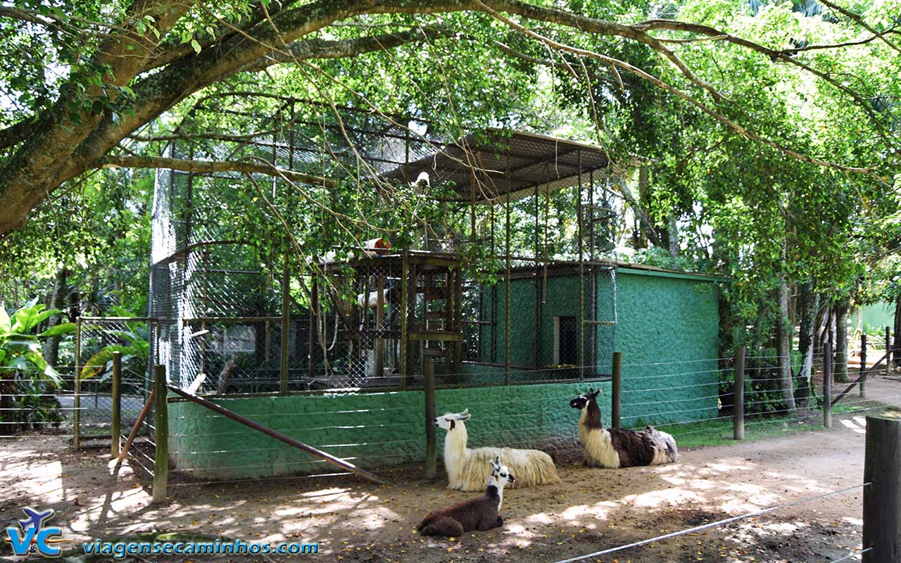 Lhamas do Zoo de Balneário Camboriú