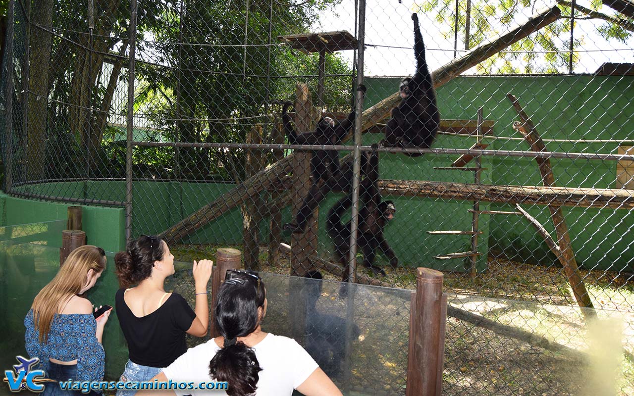 Macacos do Zoo de Balneário Camboriú