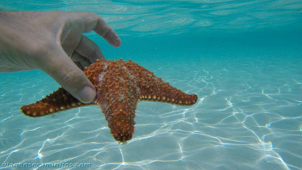 Estrela do mar - San Blas - Panamá