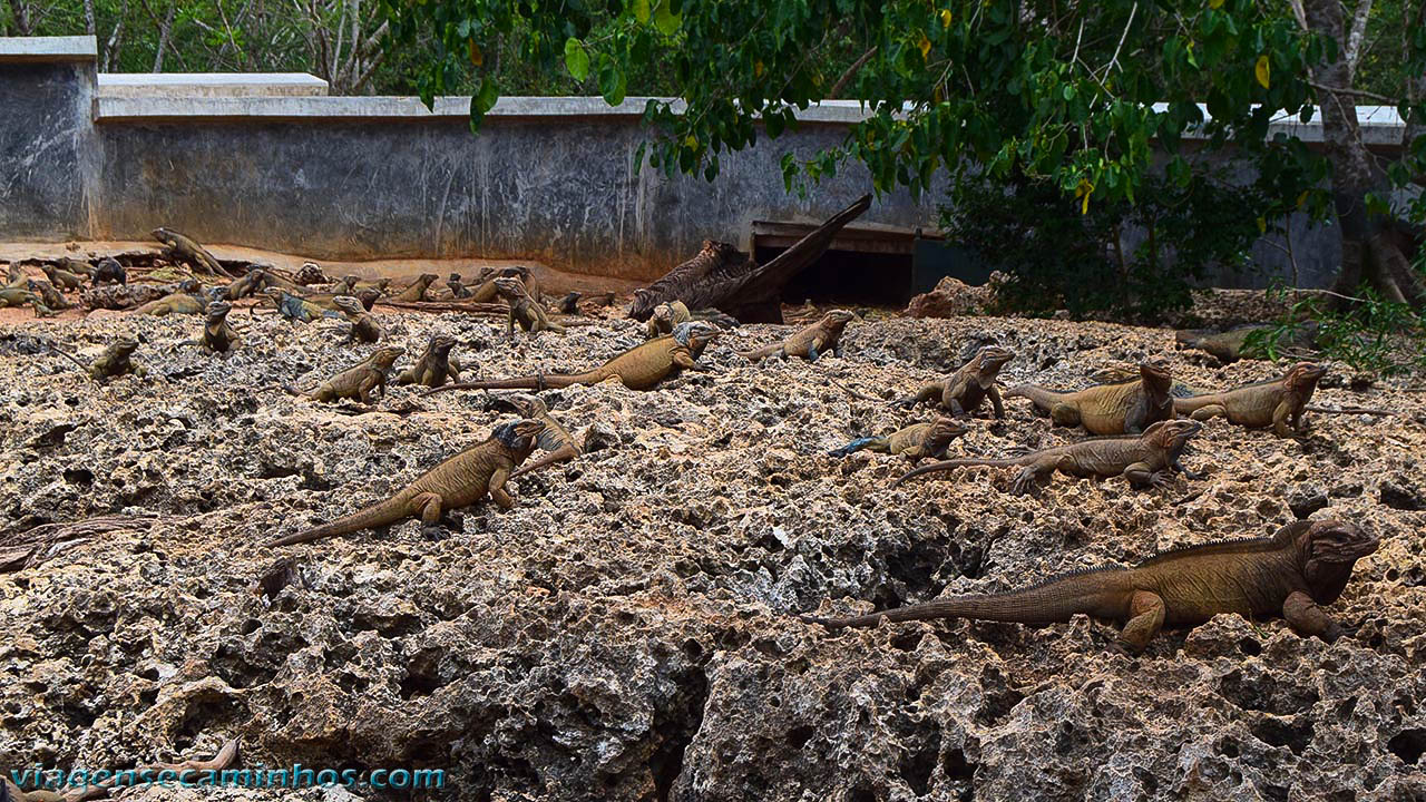 Iguanas Cueva de Las Maravilhas