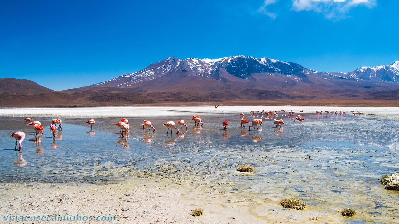 Laguna Hedionda - Bolívia