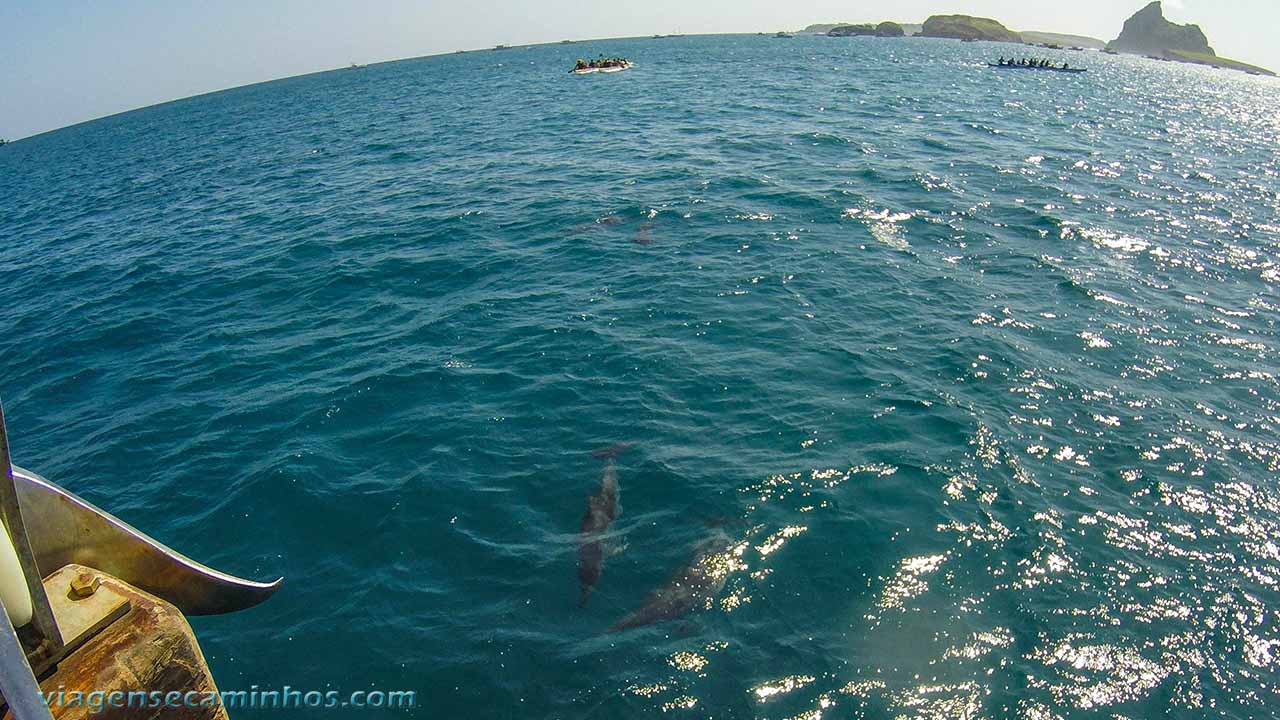 Golfinhos em Fernando de Noronha