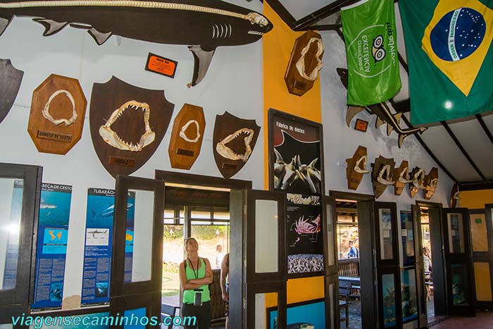 O que fazer em Fernando de Noronha: Museu do Tubarão