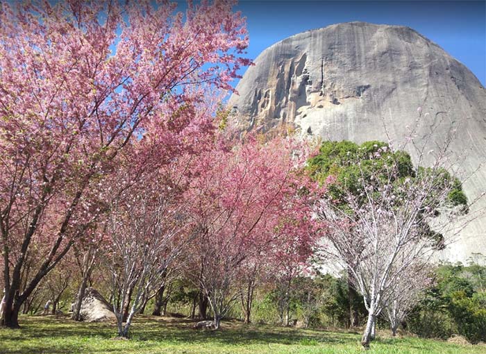 Bosque das Cerejeiras