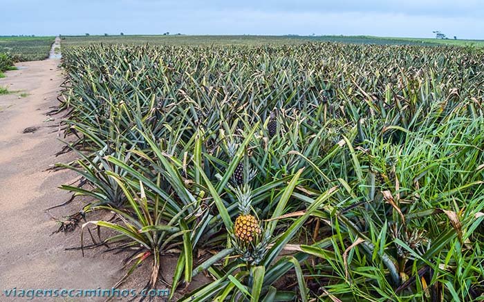 Plantação de abacaxi