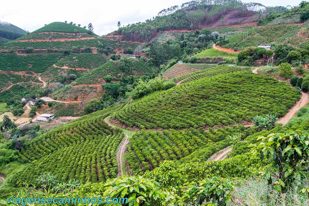 Cafezais em Colatina